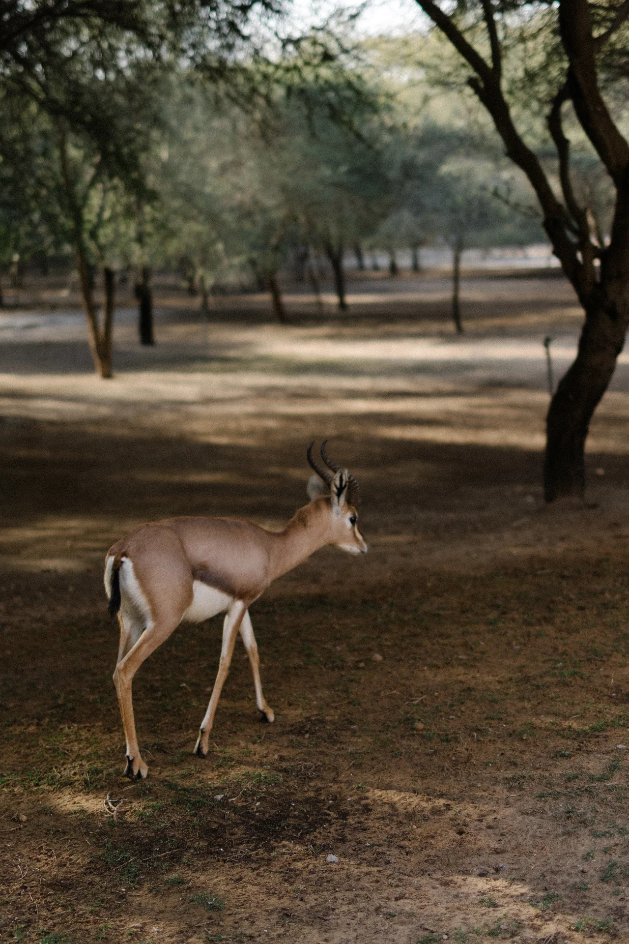 basharatyanv_SS26_lookbook_0F1A3400