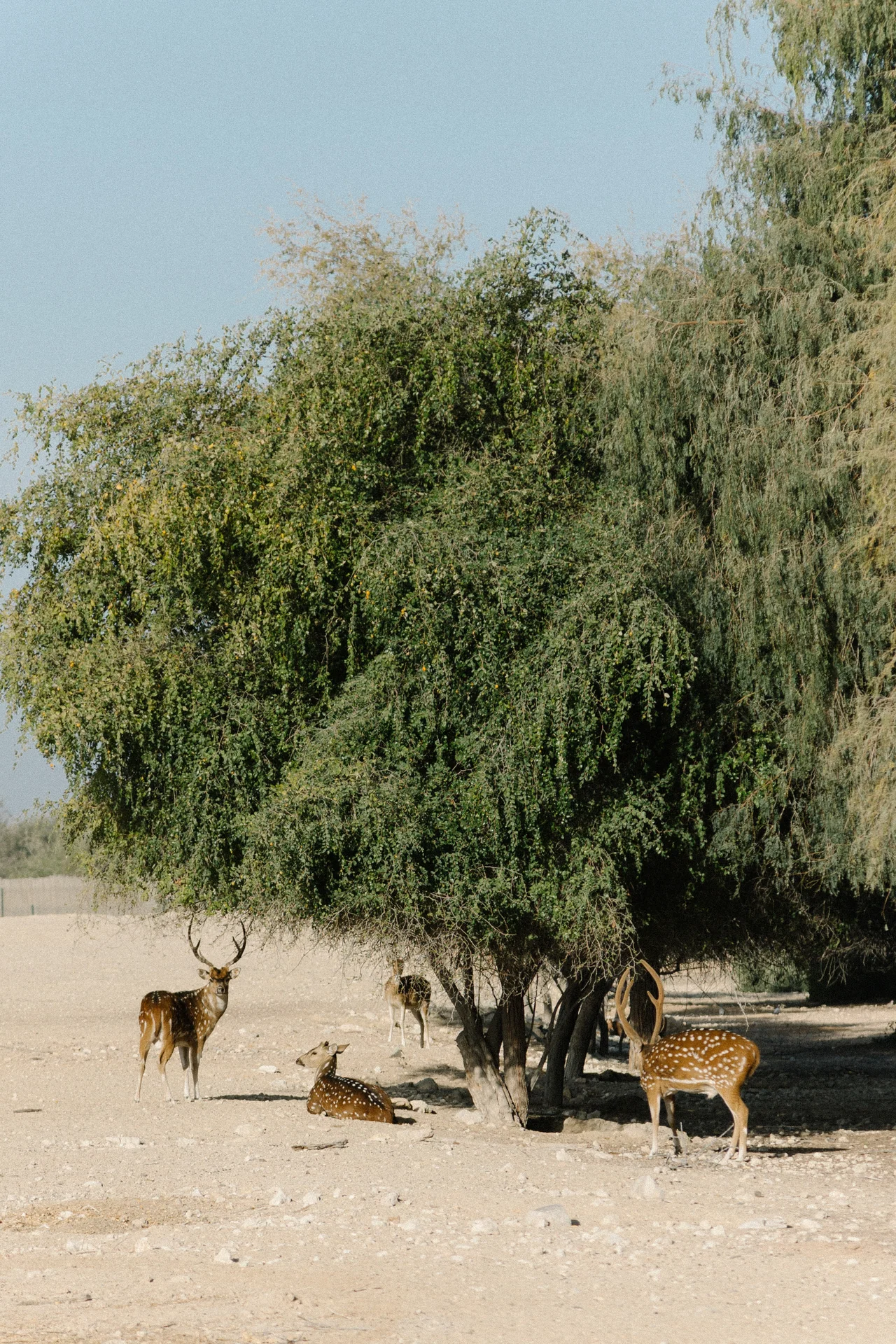 basharatyanv_SS26_lookbook_0F1A4347