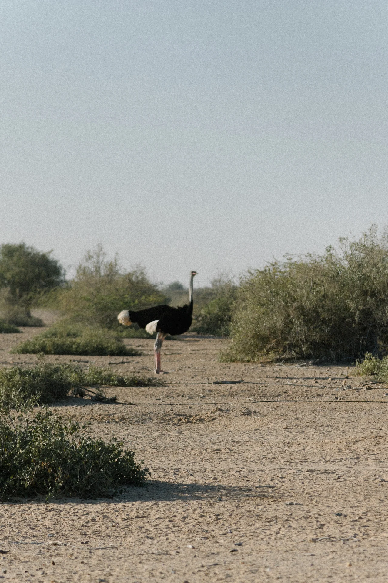 basharatyanv_SS26_lookbook_0F1A4366