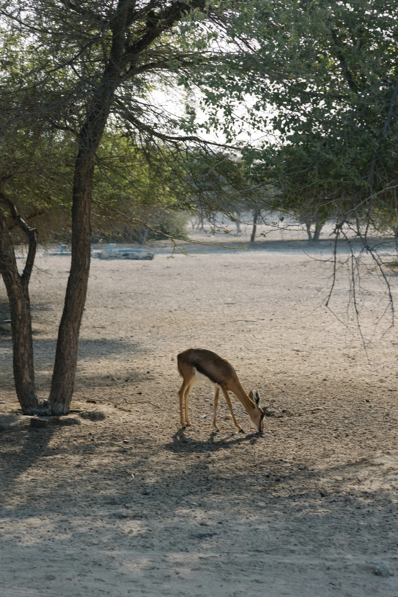 basharatyanv_SS26_lookbook_0F1A4724