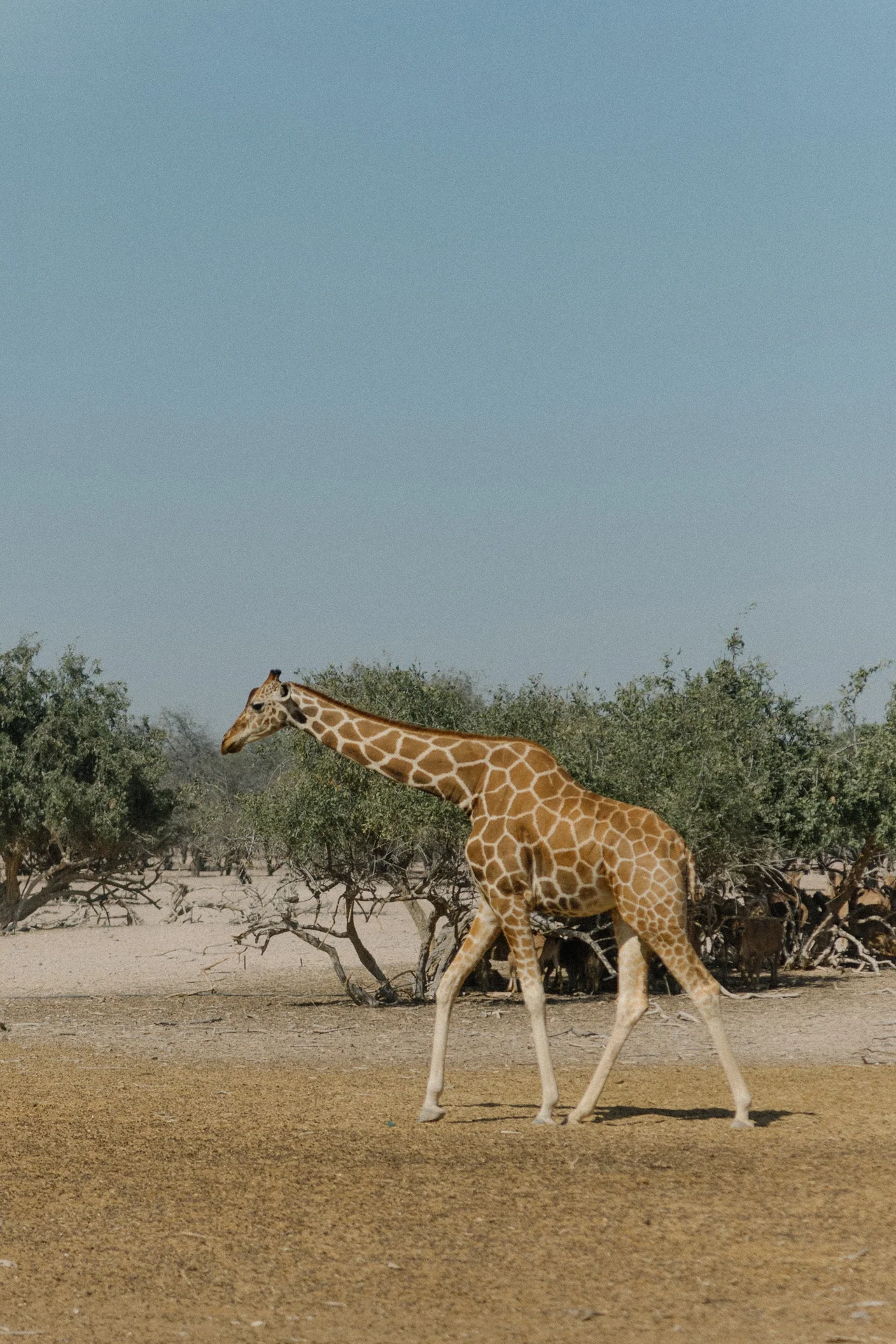 basharatyanv_SS26_lookbook_0F1A4766