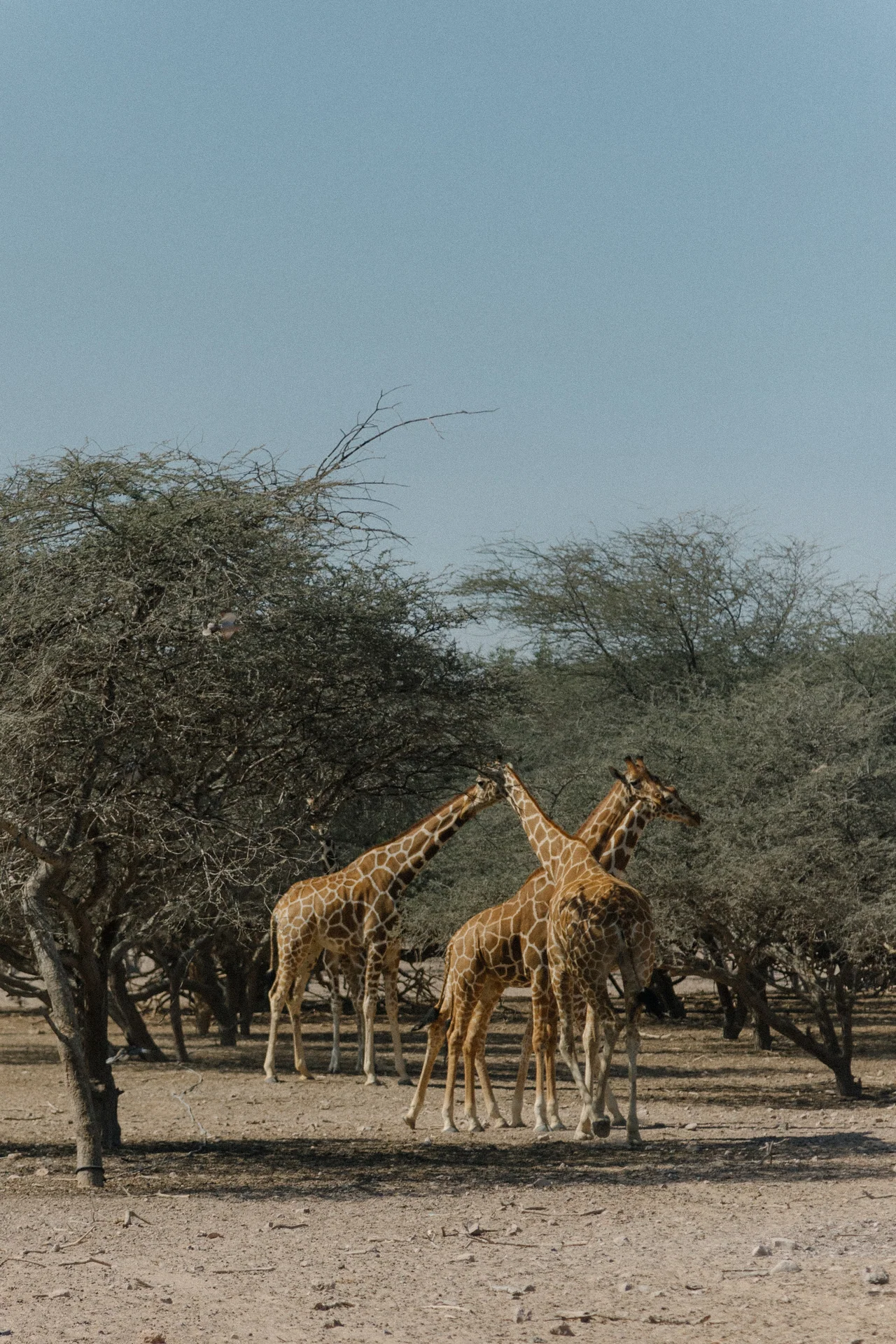 basharatyanv_SS26_lookbook_0F1A4786