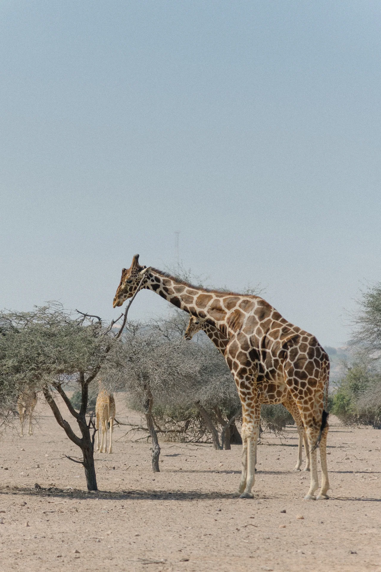 basharatyanv_SS26_lookbook_0F1A4894